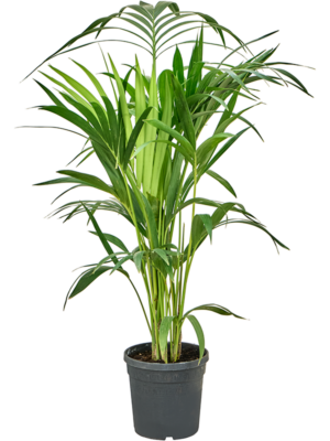 Kentia (Howea) forsteriana