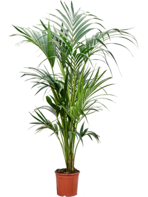 Kentia (Howea) forsteriana