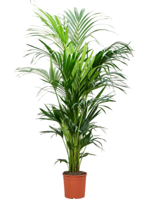 Kentia (Howea) forsteriana