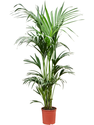 Kentia (Howea) forsteriana