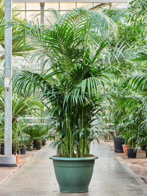 Kentia (Howea) forsteriana