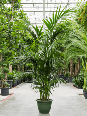 Kentia (Howea) forsteriana