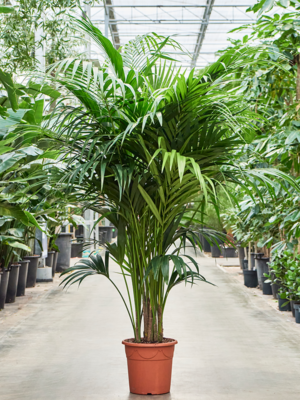 Kentia (Howea) forsteriana