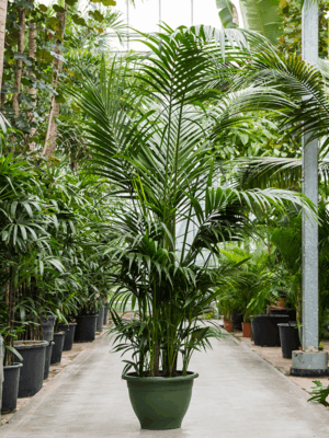 Kentia (Howea) forsteriana