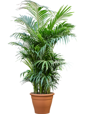 Kentia (Howea) forsteriana