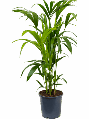 Kentia (Howea) forsteriana