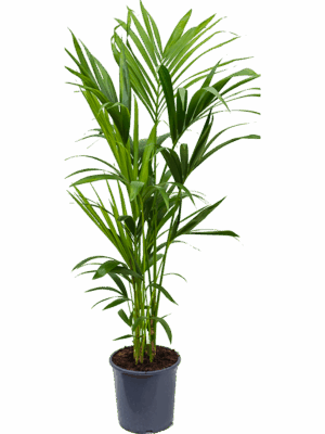 Kentia (Howea) forsteriana