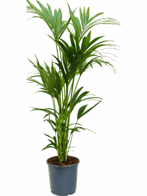 Kentia (Howea) forsteriana