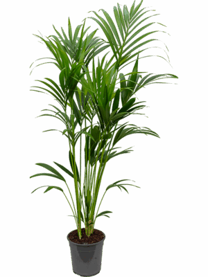 Kentia (Howea) forsteriana