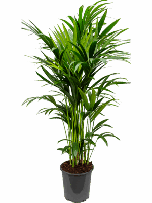 Kentia (Howea) forsteriana