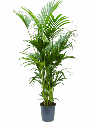 Kentia (Howea) forsteriana