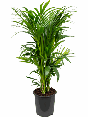 Kentia (Howea) forsteriana