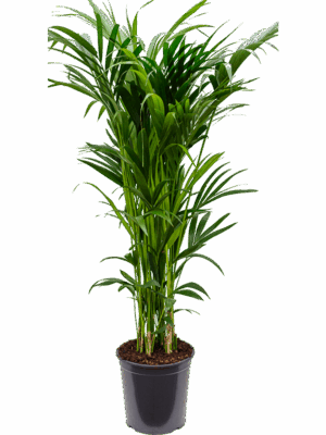 Kentia (Howea) forsteriana