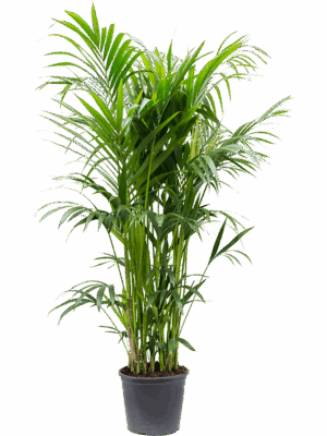 Kentia (Howea) forsteriana