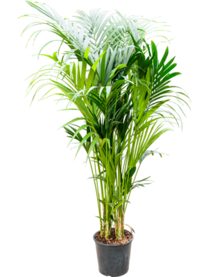 Kentia (Howea) forsteriana