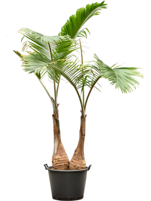 Hyophorbe lagenicaulis