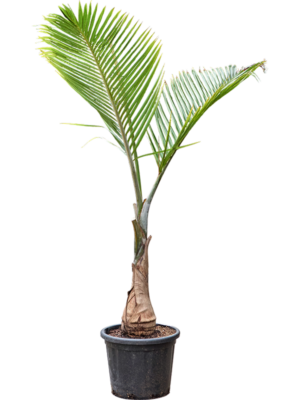 Hyophorbe lagenicaulis