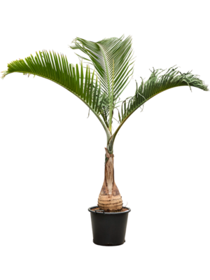 Hyophorbe lagenicaulis