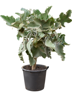 Kalanchoe beharensis
