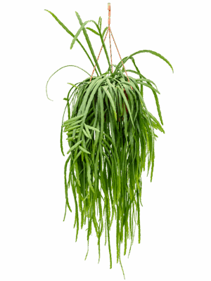Lepismium bolivianum