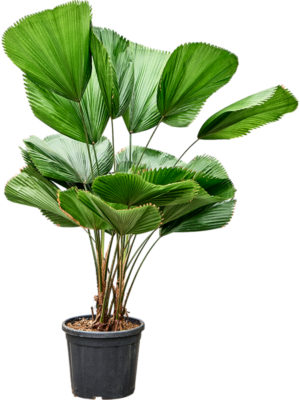 Licuala grandis