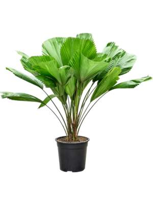 Licuala grandis