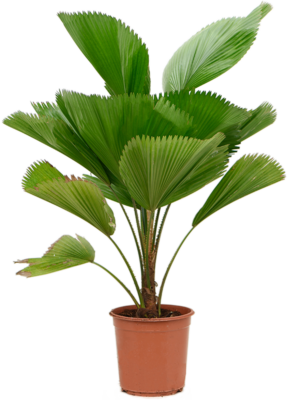 Licuala grandis