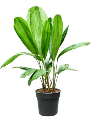 Licuala grandis