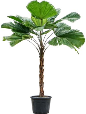 Licuala grandis