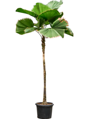Licuala grandis
