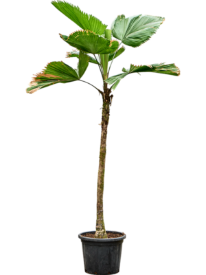 Licuala grandis