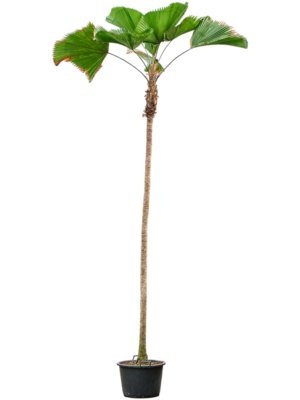 Licuala grandis (440-475)