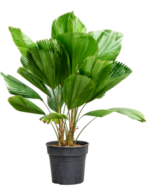 Licuala grandis