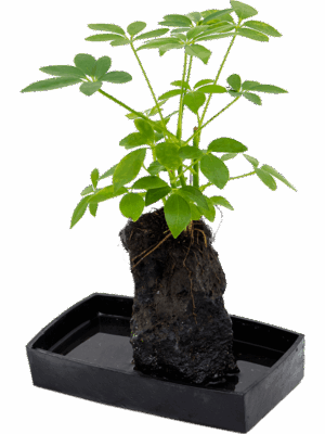 Lova schefflera