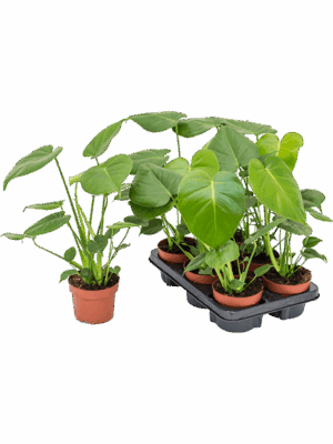 Monstera deliciosa 6/tray