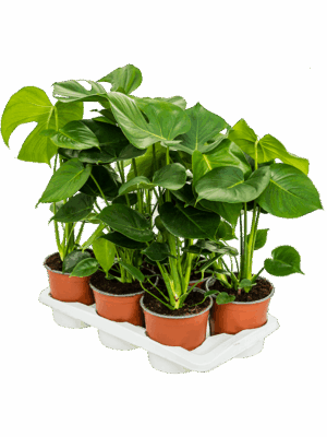 Monstera deliciosa 6/tray