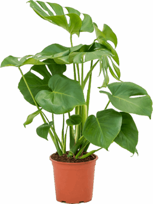 Monstera deliciosa