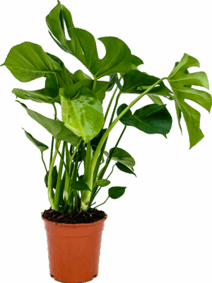 Monstera deliciosa