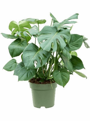 Monstera deliciosa