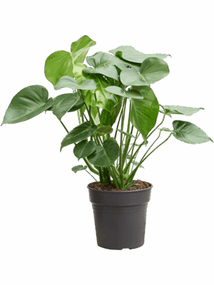 Monstera deliciosa