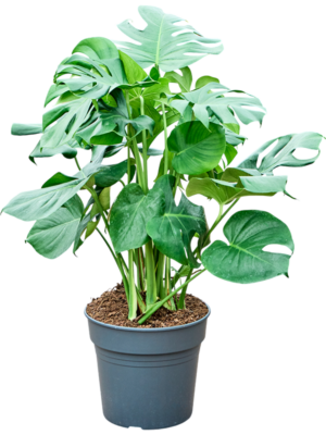Monstera deliciosa