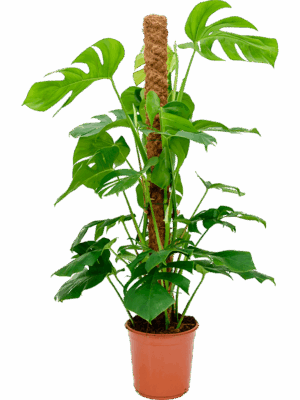 Monstera deliciosa