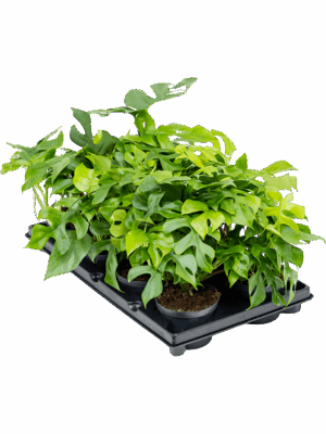 Monstera minima 6/tray