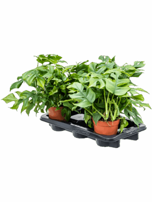 Monstera minima 4/tray