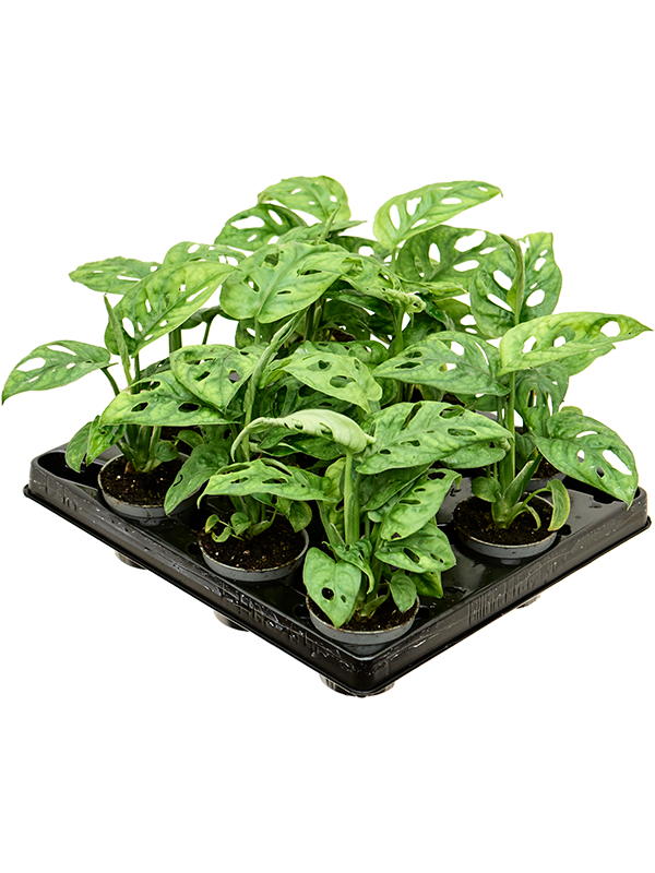 Monstera obliqua 12/tray