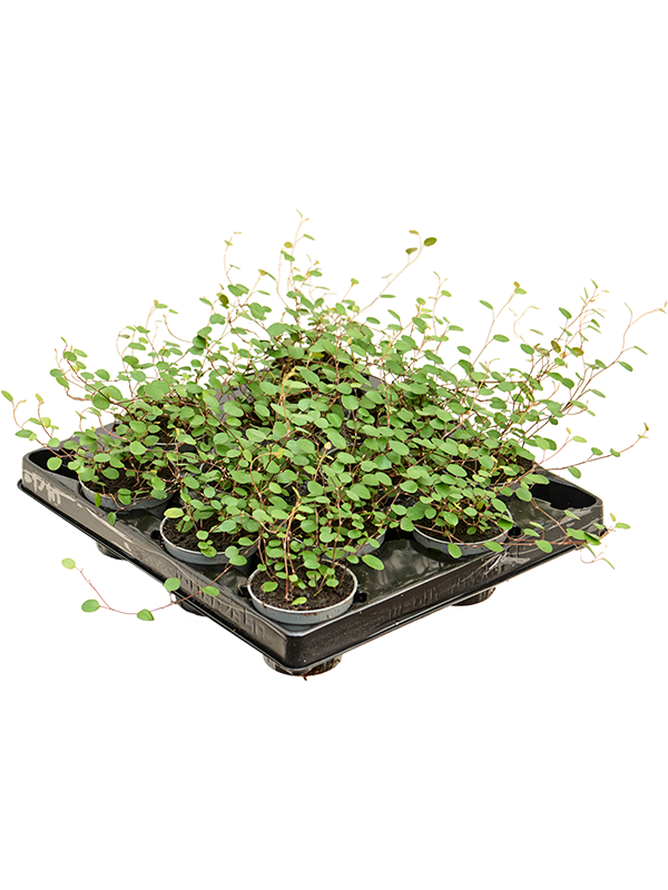 Muehlenbeckia 'Complexa Mao'ri' 12/tray