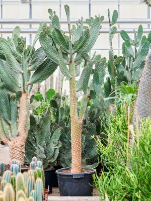 Opuntia consolea