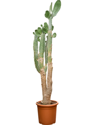 Opuntia consolea