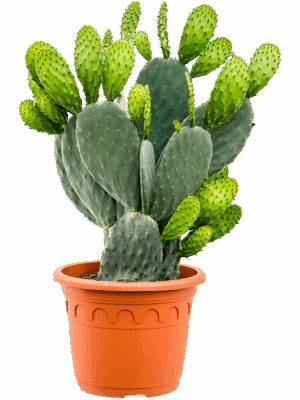 Opuntia indica