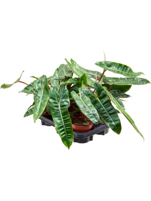 Philodendron 'Billietiae' 6/tray